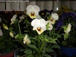 Image result for Viola x wittrockiana `Hiemalis`