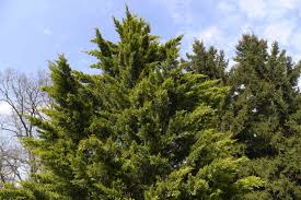 When mature they reach up to 50 feet, providing privacy fencing far above. Leyland Cypress Trees Care Growing Guide