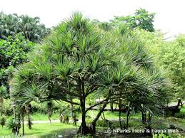 Image result for Pandanus utilis