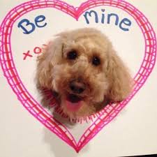 Labradoodle posing through foam board hole