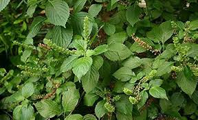 Image result for Ocimum fimbriatum