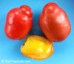 Image result for Spondias