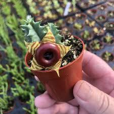 Image result for Huernia zebrina