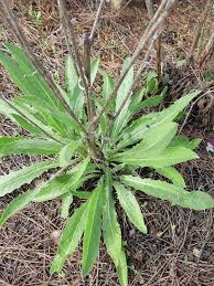 Image result for Conyza limosa