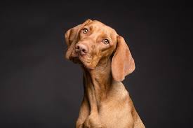 Do Dogs Know Their Name Canine Hq