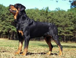 Kết quả hình ảnh cho chó rottweiler