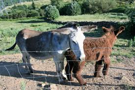 Somosierra Madrid Horses Animals Madrid