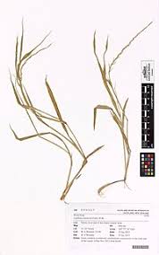 Image result for Lepturus radicans