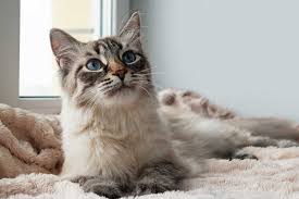 Everything You Need To Know About Worms In Cats Small Door Veterinary
