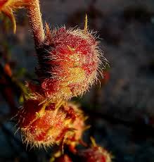 Image result for Kotschya