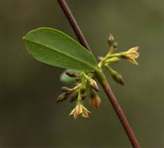 Image result for Cryptolepis oblongifolia