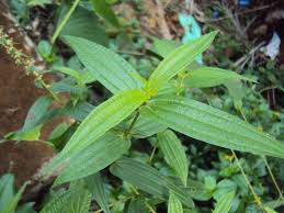 Image result for Pouzolzia parasitica