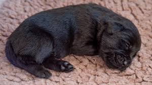 Puppy culture represents a gold standard in puppy rear ing and early socialization. Guide Dogs Where Do They Really Come From Bbc News