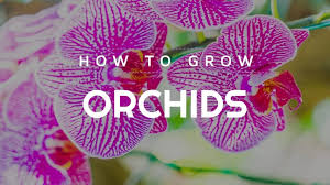Image result for Orchidaceae