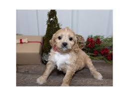 We did not find results for: Cavachon Puppies Petland Mason Oh