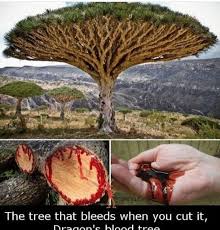 Image result for Erythrococca angolensis