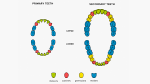 How Many Teeth Do Adults Have On Top On Bottom And Babies