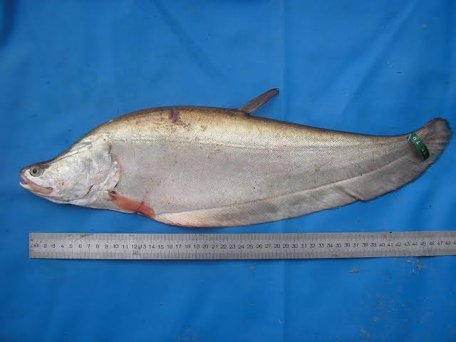 Ikan Belida (Chitala lopis), Ikan Endemik Indonesia Yang Mulai Langka -  Fakultas Perikanan dan Kelautan