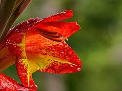 Image result for Gladiolus dalenii