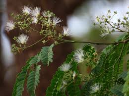 Image result for Albizia odoratissima