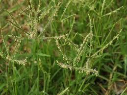 Image result for Cynodon dactylon