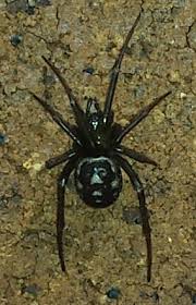 The film was set to hit theaters on may 1. Steatoda False Widow Spiderzrule