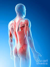 Great round muscle (tere major, tma) little round muscle (teres minor, tmi) infraspinatus muscle (is) these are the main muscle that is responsible for turning and rotating the arm. Male Back Muscles Photograph By Sebastian Kaulitzki Science Photo Library