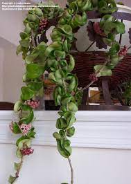 Indian Rope Plant Plants Hoya Plants Inside Plants