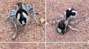 Image result for panda ant