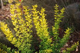 Image result for Jasminum meyeri-johannis