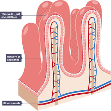 Shows That The Walls Of The Villi Are Just One Cell Thick And The Network Of Capillaries An Medical School Essentials Biology Revision Human Digestive System