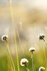 #generalfiction genera… | dandelion wallpaper, aesthetic photography nature, sunset wallpaper . Wallpaper Flower Dandelion Green Nature Iphone 7 Wallpaper Iphone7wallpapers Co
