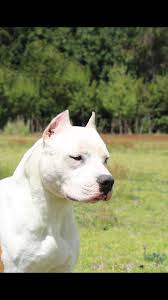 J Mohoop Adli Kullanicinin Amstaff Panosundaki Pin
