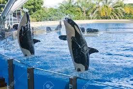 Resultado de imagen de imagenes de loro parque