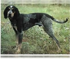 White deer kennel bluetick coonhound males. Puppyfinder Com Bluetick Coonhound Puppies Puppies For Sale Near Me In Texas Usa Page 1 Displays 10