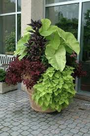 Maybe you would like to learn more about one of these? Tall Flower Pots Ideas On Foter