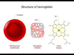 Image result for Heme