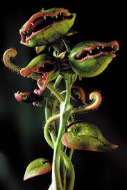 Carnivorous Nep Maar Mooi I M Thinking This Is A Photoshop Creation But It Sure Is A Lovely Fake Carnivorous Plants Weird Plants Unusual Plants