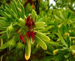 Image result for Surianaceae