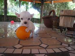 Pin De Criadero Cantillana En Chihuahua Cachorros Adorables Chihuahua Animales Bonitos