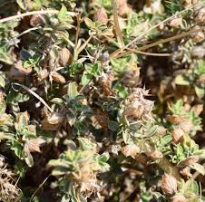 Image result for Barleria sp. D (near holubii)