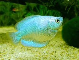 (zo ol.) a very largo east indian freshwater fish ({osphromenus gorami}), extensively reared in artificial ponds in tropical countries, and highly valued as a food fish. Powder Blue Dwarf Gourami Fish Arizona Aquatic Gardens Pet Fish Betta Fish Freshwater Aquarium Fish