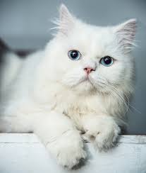 So, doll face persian cats can breathe easier than some other persian cats. 7 Cool Facts About Your Cat S Eye Color Catster Persian Kittens Persian Cat White Cat With Blue Eyes