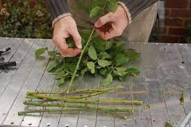 Reproduccion Por Esquejes De Los Rosales Rose Cuttings Roses In Potatoes Growing Roses