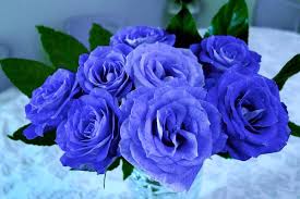 What do white roses mean? Blue Roses Meaning And Pictures Flower Glossary