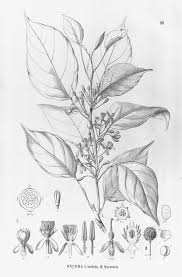 Image result for Lindackeria