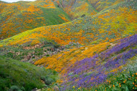Apr 13, 2017 · updated: Where To See California Poppies 8 Wild Poppy Fields In Ca Ask For Adventure