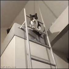 Cat Gif Ninja Cat Climbing Down Bunk Bed Ladder Like A Boss Very Graceful Kitty Cats Cat Climbing Cats And Kittens