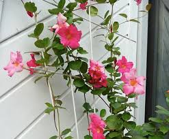 Daftar nama bunga, gambar bunga cantik, indah, unik, dan langka, lengkap dengan penjelasannya. 10 Tanaman Rambat Berbunga Dan Cara Merawatnya Blog Ruparupa