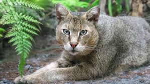 ‪Jungle Cat Facts | Big Cat Rescue | Wild cats in the wild: Our mission,  their future.‬‏
